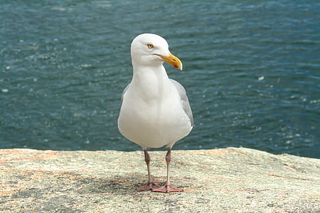 Maine, Seagull, laut, burung, laut, satwa liar, Acadia