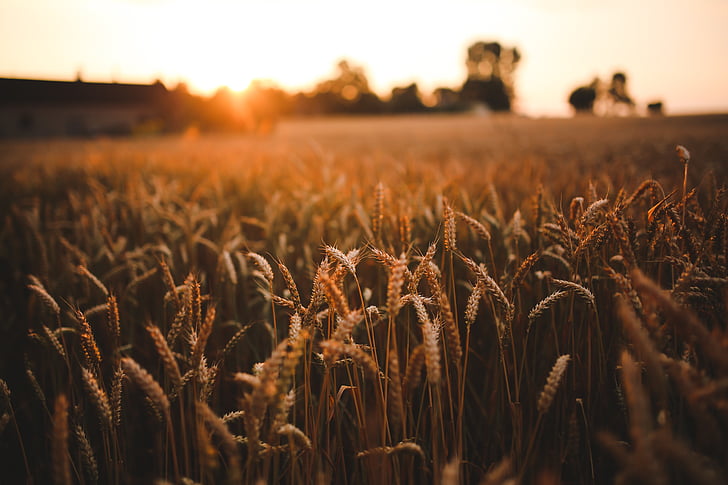 fotografie, wheats, zonsondergang, veld, graan, landbouw, boerderij