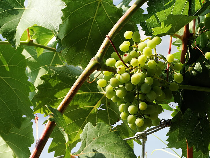 grape, green, summer, vine, fruit, agriculture, nature