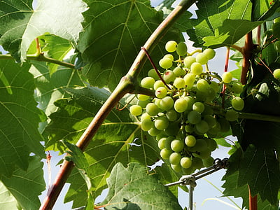 vīnogu, zaļa, vasaras, vīnogulāju, augļi, lauksaimniecība, daba
