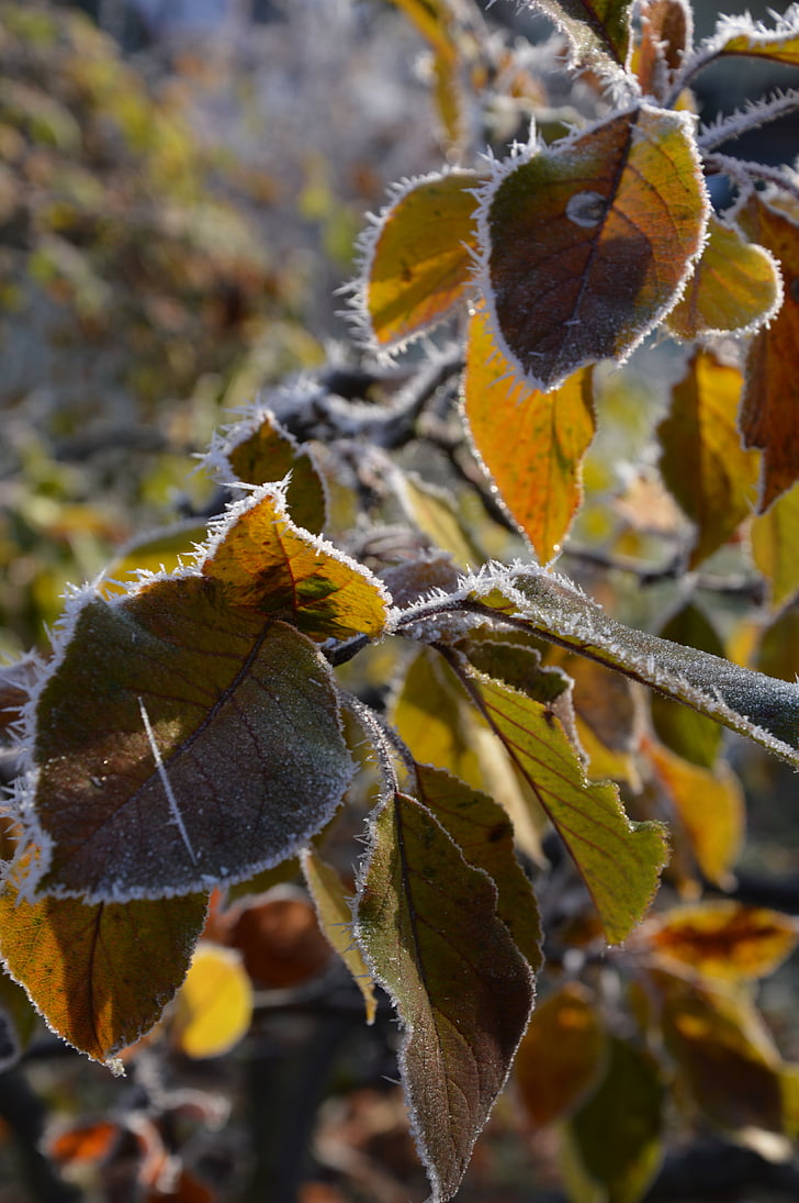 autumn, leaves, frost, ice