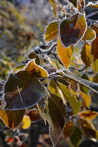 autunno, foglie, gelo, ghiaccio