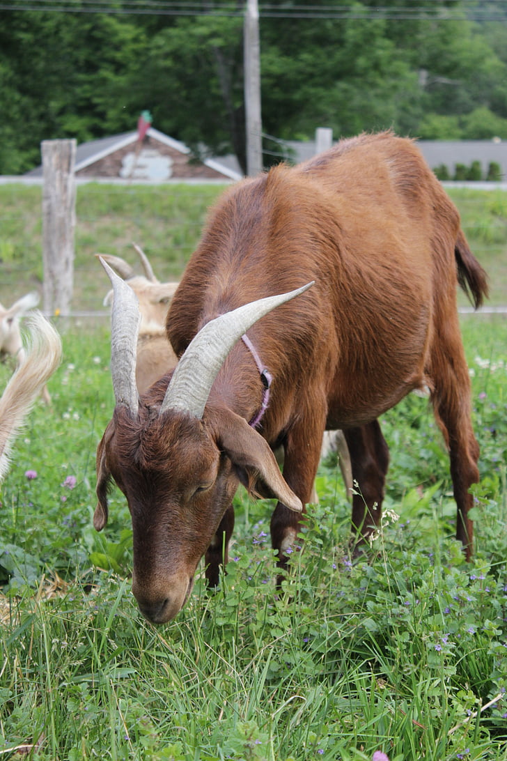 goat, farm, nature