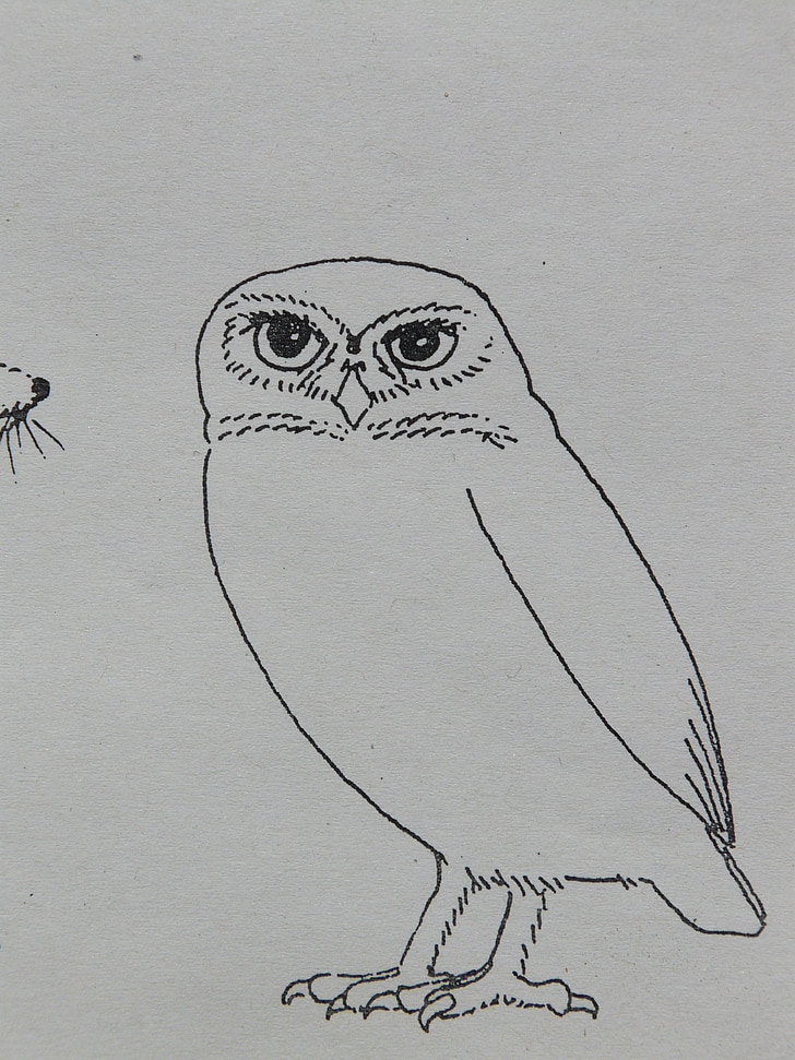 owl, bird, animal, coloring pages, paint, draw, sign template
