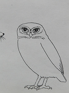 Owl, con chim, động vật, màu trang, Sơn, vẽ, ký hiệu mẫu