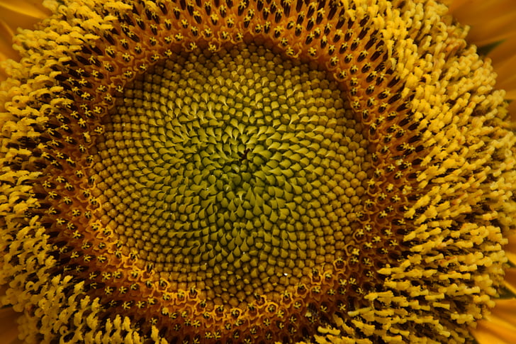 sunflower, yellow, nature, blossom