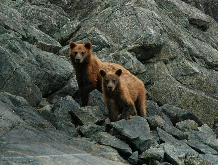 Brown bears, coastă, portret, pustie, natura, roci, bolovani