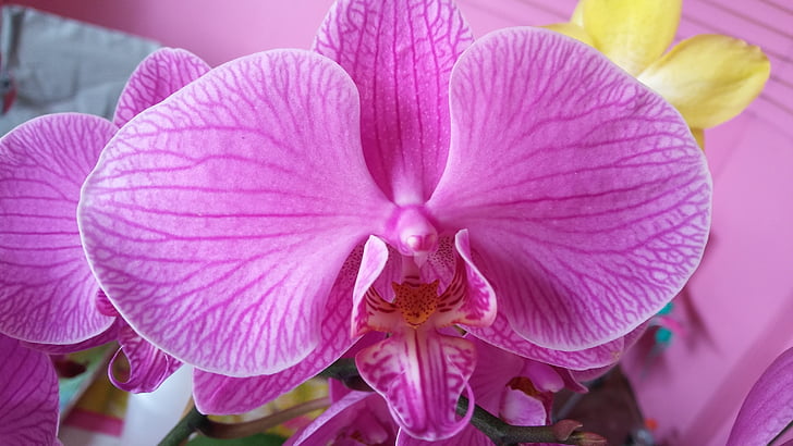 lilla, Orchid, blomst, blomst, Phalaenopsis, natur, anlegget