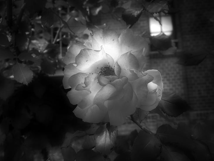 flower, light, nature, light and shadow, plant, shadow, rose