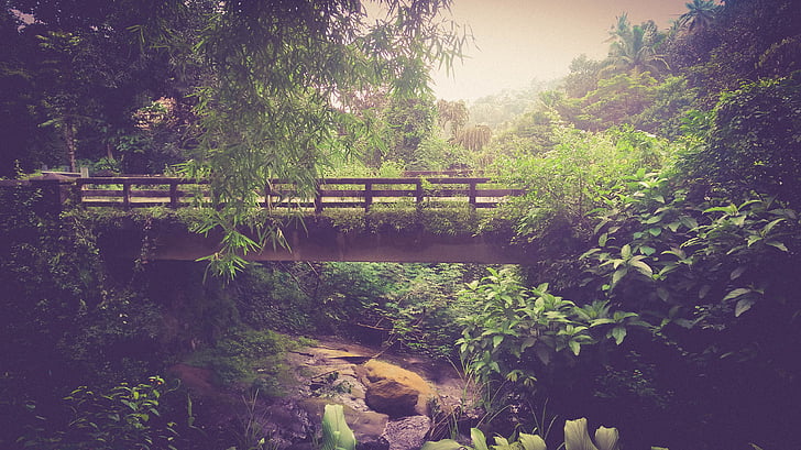 bridge, dawn, environment, fog, forest, green, jungle