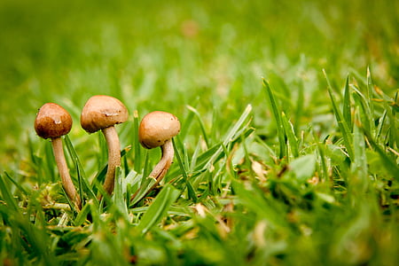 Close-up, campo, fungo, erba, terra, crescita, prato