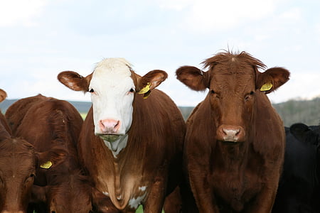 животное, говядина, крупный рогатый скот, коричневый, бургер, крупный рогатый скот, копия