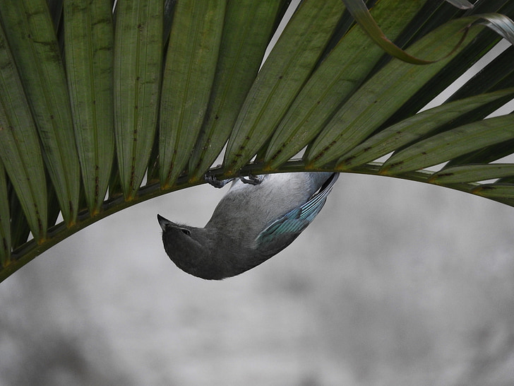 Birdie, funambule, des oiseaux à l’envers, Tangara