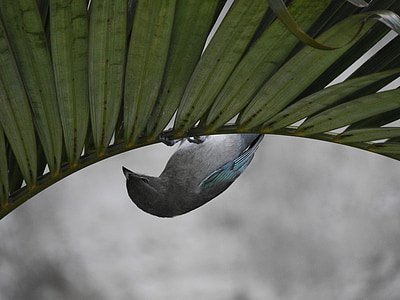 πουλάκι, τεντωμένο σχοινί περιπατητής, πουλί ανάποδα, Tanager