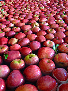 ābolu, sarkana, augļi, sarkans ābols, daba, ēst, lauksaimniecība
