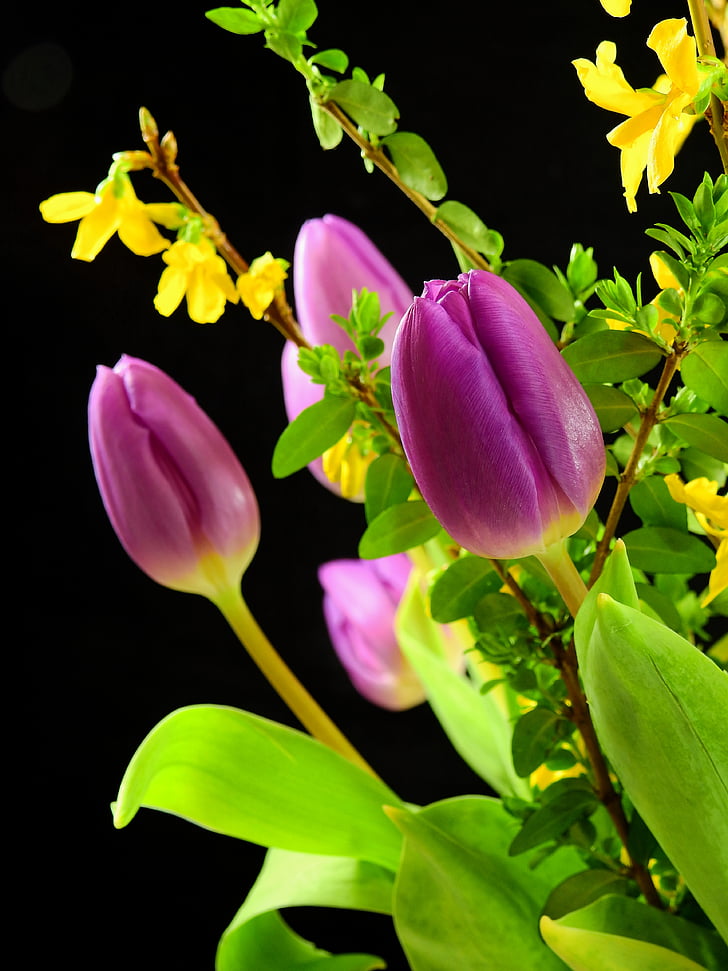 tulipaner, blomster, Blossom, blomst, våren, snittblomster, vårblomster
