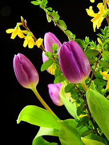 Тюльпаны, Цветы, Блоссом, Блум, Весна, срезанные цветы, Весенние цветы
