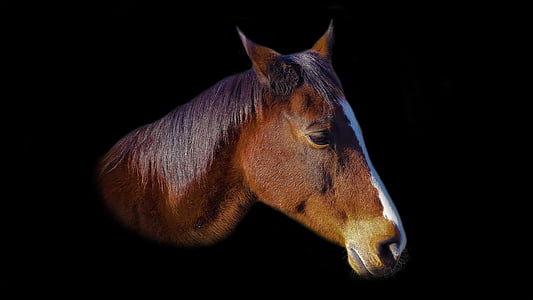 hest, hest hoved, øje, pferdeportrait, dyr, dyrs portrætter, Reiter