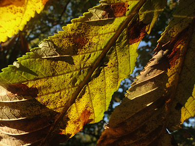 hojas, Castaño de Indias, otoño