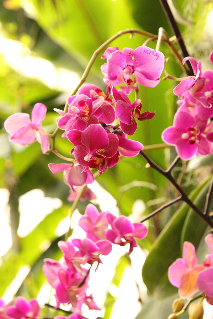 phalaenopsis, Anggrek, merah muda, bunga, tropis, tanaman, Blossom