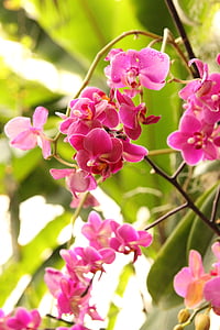 Phalaenopsis, orchidėja, rožinė, gėlė, atogrąžų, augalų, žiedų