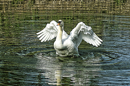 Swan, putih, bulu, burung, Cantik, burung, alam