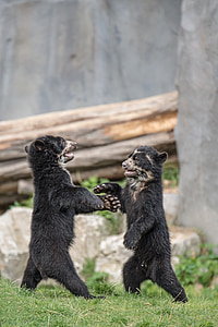 Niedźwiedź, niedźwiedzie brunatne, ponoszą dzieci, młody, Natura, bezdroża, Świat zwierząt