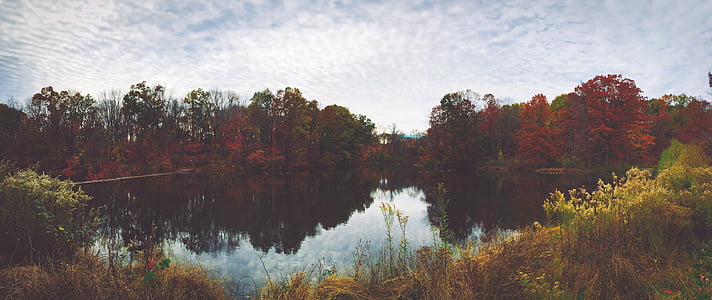 jezero, pogled, slikarstvo, rdeča, dreves, jeseni, hiša