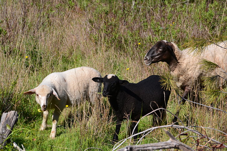 ovce, jagnjeta, schäfchen, jagnje, zunanji, črna, bela