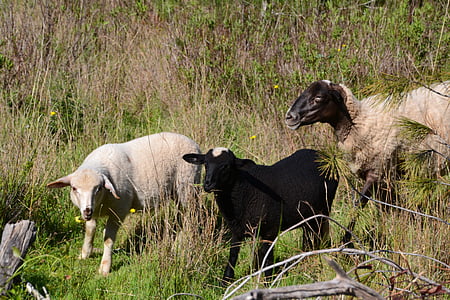 ovelles, anyells, schäfchen, xai, l'aire lliure, negre, blanc