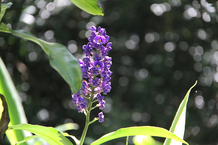 kukka, violetti kukka, Hawaiian flower, Hawaiian flora, Hawaii, Tropical, violetti