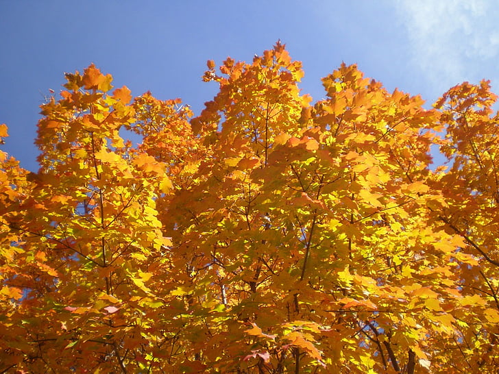 деревья, клен, Осень, цвета, листья, Листва, Золотой