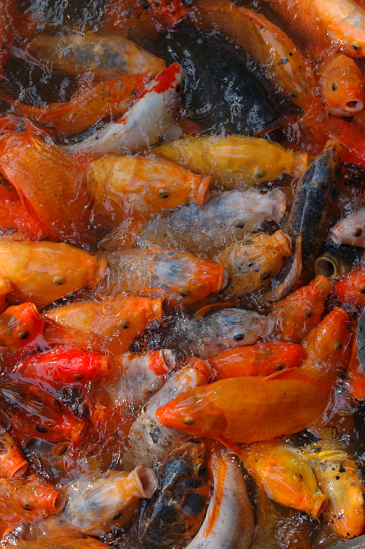 риби, Намети, помаранчевий