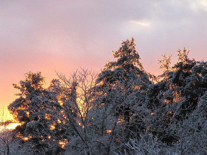 trees, snow, branches, ice, sky, sunset