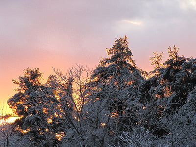 trees, snow, branches, ice, sky, sunset