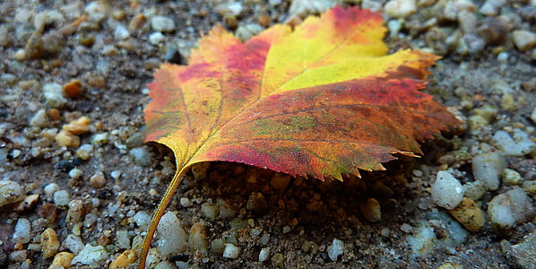 Herbst, Herbst Blatt, Herbstfarben, Blätter, Herbstfärbung, farbige, Herbstwald