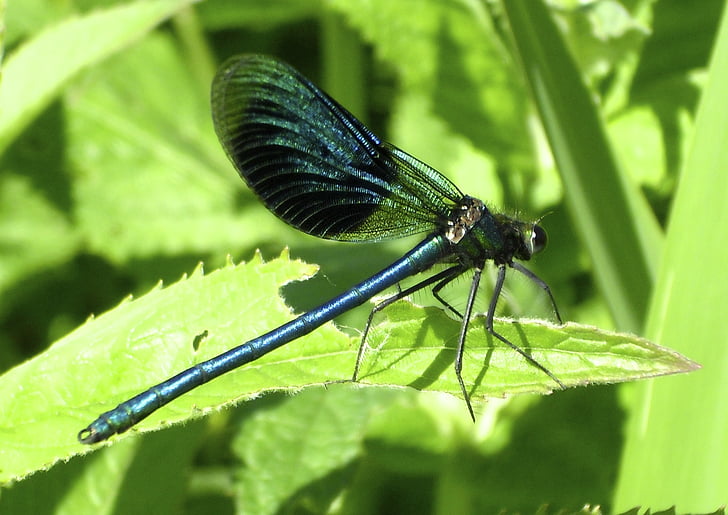 Dragonfly, hyönteinen, lento hyönteinen, sininen dragonfly, kiiltävä, vihreä, Demoiselle