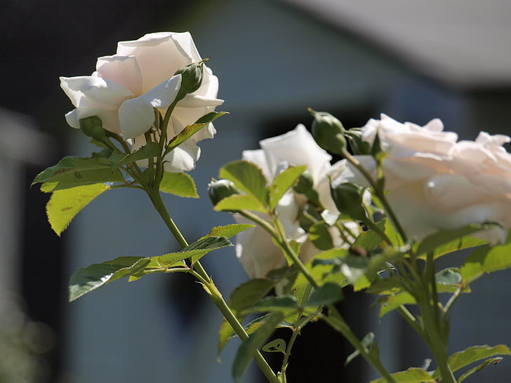 Роза, Градина, ароматно цвете, Блосъм, Блум, природата, Роза Блум