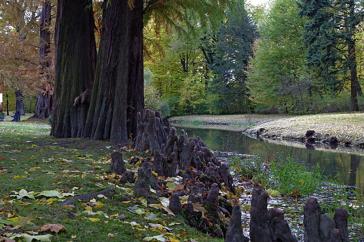 vatten, Park, hösten, träd, torrent, naturen, skogen