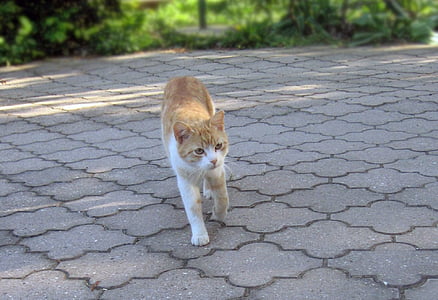 кішка, Tomcat, кошеня, домашньої кішки, тварини, домашні тварини, Симпатичний