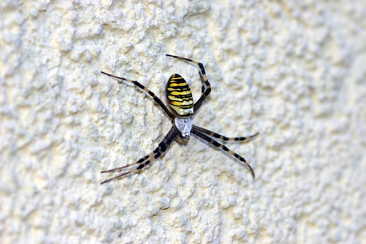 WASP-edderkopp, edderkopp, giftig, nettverk, strukturelle gips