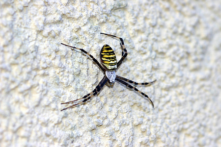 WASP spider, Spider, mürgine, võrgu, struktuurne krohv