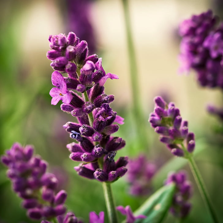 lavender, flower, purple, nature, blossom, bloom, smell