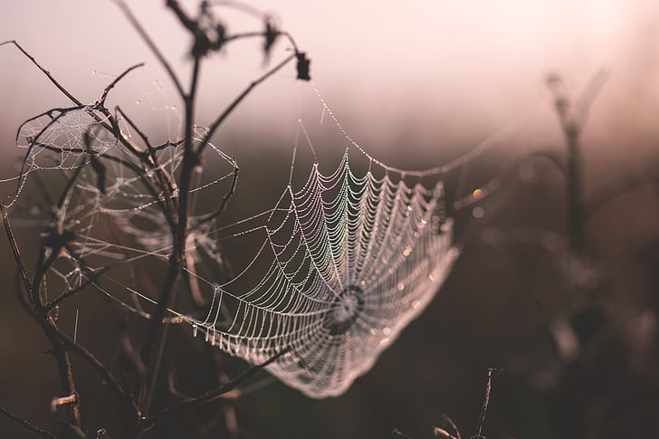 paukova mreža, dubina polja, paučina, grančice, web, mokro, paukovu mrežu