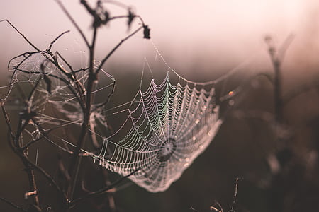 蜘蛛网, 景深的, 蜘蛛网, 树枝, web, 湿法, 蜘蛛网