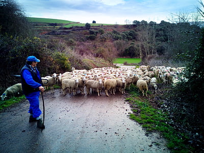 pastor, sheep, field, flock, rural, nature, landscape
