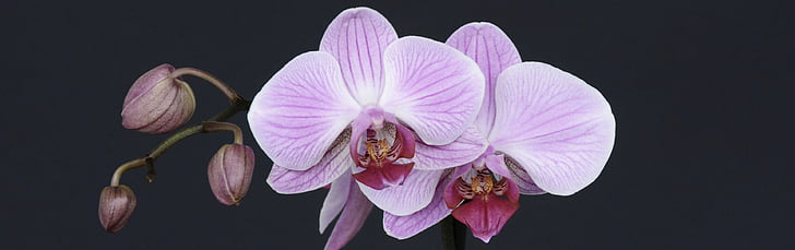 orquídia, flor, flor, flor, brot, tropical, violeta