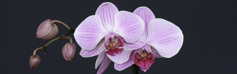 orquídea, flor, flor, flor, broto, tropical, Violet