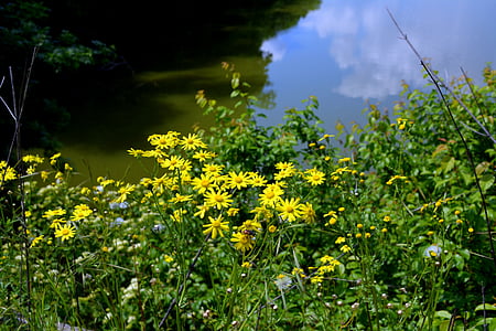 krajina, jezero, květiny, Les, voda, reflexe, vegetace
