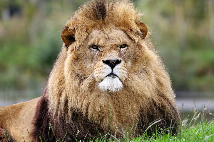 lion, king, animal, cat, feline, pride, leader